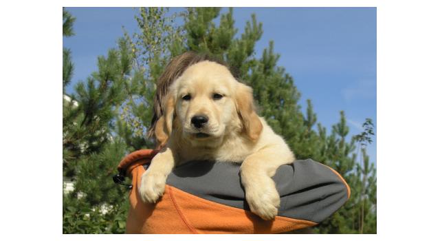 Щенки папийона (папильона) в питомнике Бон Плезир Щенки папийона (папильона) в питомнике Бон Плезир