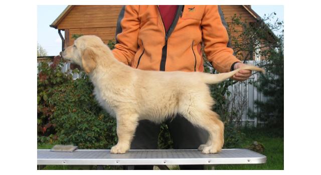 Щенки папийона (папильона) в питомнике Бон Плезир Щенки папийона (папильона) в питомнике Бон Плезир