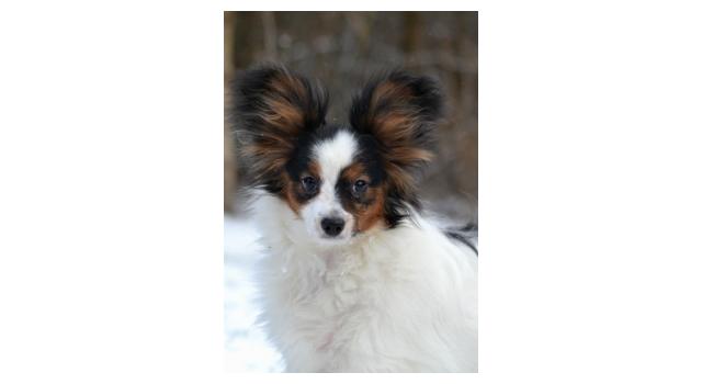 Puppies of papillon in Bon Plaisir Kennel Puppies of papillon in Bon Plaisir Kennel