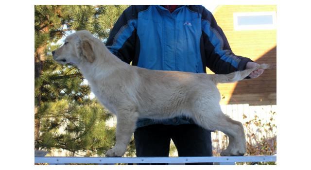Щенки папийона (папильона) в питомнике Бон Плезир Щенки папийона (папильона) в питомнике Бон Плезир