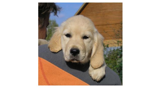 Щенки папийона (папильона) в питомнике Бон Плезир Щенки папийона (папильона) в питомнике Бон Плезир