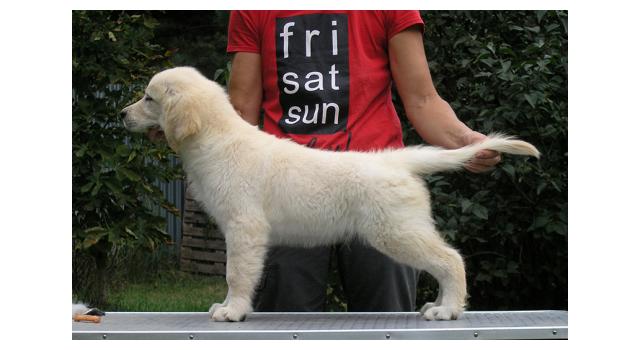 Щенки папийона (папильона) в питомнике Бон Плезир Щенки папийона (папильона) в питомнике Бон Плезир