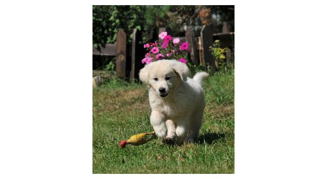 Щенки папийона (папильона) в питомнике Бон Плезир Щенки папийона (папильона) в питомнике Бон Плезир