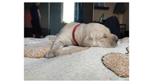 Щенки папийона (папильона) в питомнике Бон Плезир Щенки папийона (папильона) в питомнике Бон Плезир