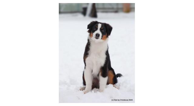 Щенки папийона (папильона) в питомнике Бон Плезир Щенки папийона (папильона) в питомнике Бон Плезир