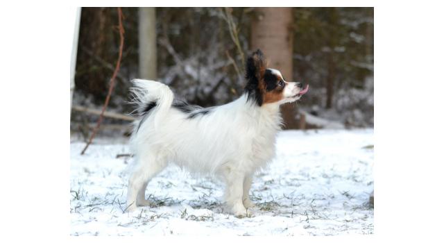 Puppies of papillon in Bon Plaisir Kennel Puppies of papillon in Bon Plaisir Kennel