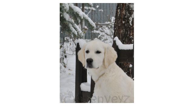 Щенки папийона (папильона) в питомнике Бон Плезир Щенки папийона (папильона) в питомнике Бон Плезир