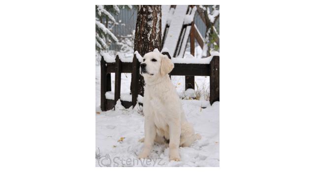 Щенки папийона (папильона) в питомнике Бон Плезир Щенки папийона (папильона) в питомнике Бон Плезир