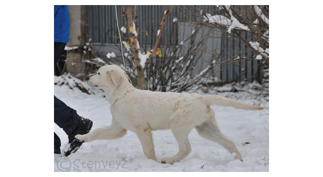 Щенки папийона (папильона) в питомнике Бон Плезир Щенки папийона (папильона) в питомнике Бон Плезир