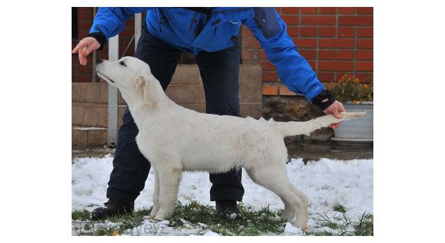 Щенки папийона (папильона) в питомнике Бон Плезир Щенки папийона (папильона) в питомнике Бон Плезир