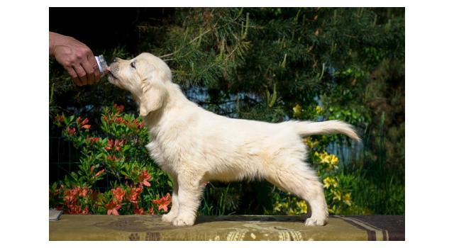 Щенки папийона (папильона) в питомнике Бон Плезир Щенки папийона (папильона) в питомнике Бон Плезир