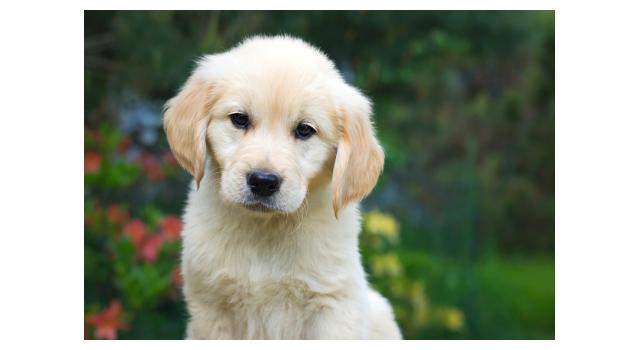Щенки папийона (папильона) в питомнике Бон Плезир Щенки папийона (папильона) в питомнике Бон Плезир