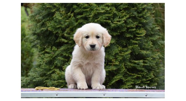 Puppies of papillon in Bon Plaisir Kennel Puppies of papillon in Bon Plaisir Kennel