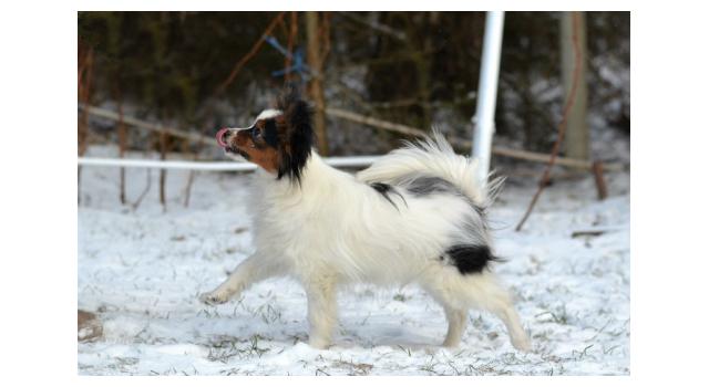 Puppies of papillon in Bon Plaisir Kennel Puppies of papillon in Bon Plaisir Kennel
