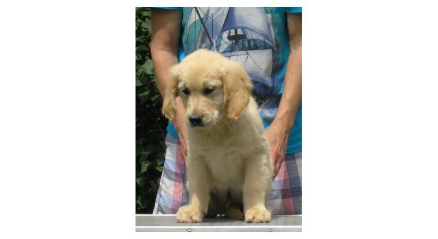 Щенки папийона (папильона) в питомнике Бон Плезир Щенки папийона (папильона) в питомнике Бон Плезир