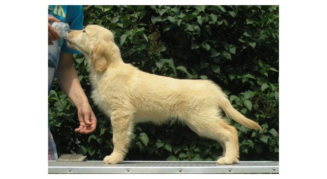 Щенки папийона (папильона) в питомнике Бон Плезир Щенки папийона (папильона) в питомнике Бон Плезир