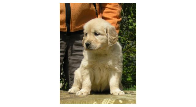 Щенки папийона (папильона) в питомнике Бон Плезир Щенки папийона (папильона) в питомнике Бон Плезир