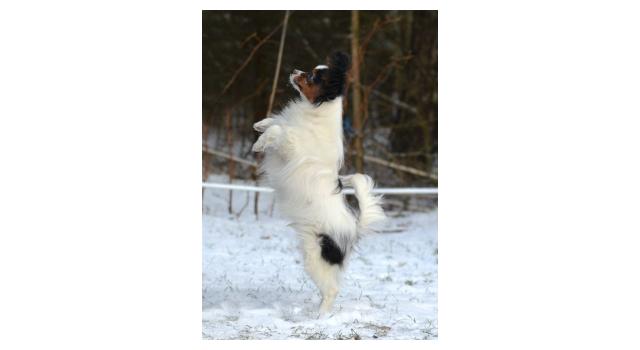 Puppies of papillon in Bon Plaisir Kennel Puppies of papillon in Bon Plaisir Kennel
