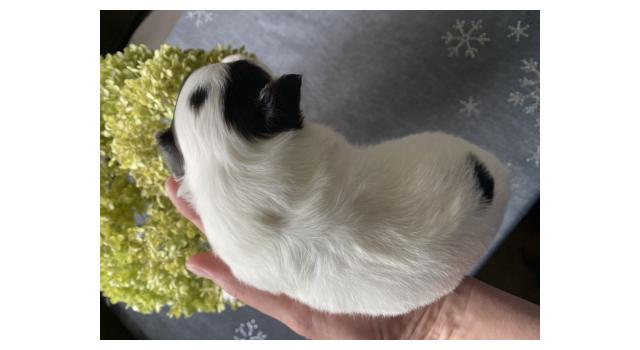 Щенки папийона (папильона) в питомнике Бон Плезир Щенки папийона (папильона) в питомнике Бон Плезир