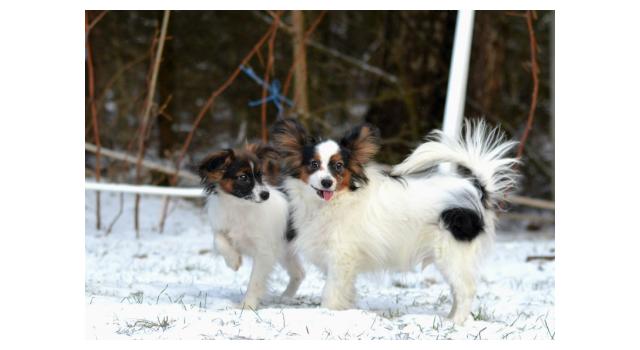 Puppies of papillon in Bon Plaisir Kennel Puppies of papillon in Bon Plaisir Kennel