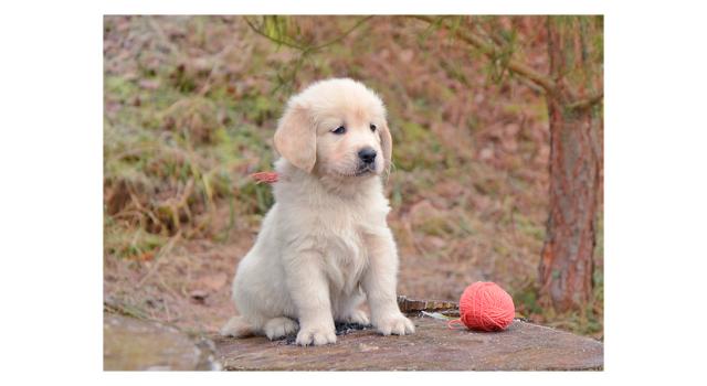 Щенки папийона (папильона) в питомнике Бон Плезир Щенки папийона (папильона) в питомнике Бон Плезир