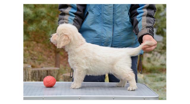 Щенки папийона (папильона) в питомнике Бон Плезир Щенки папийона (папильона) в питомнике Бон Плезир