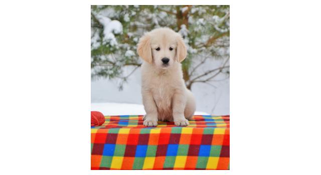 Щенки папийона (папильона) в питомнике Бон Плезир Щенки папийона (папильона) в питомнике Бон Плезир