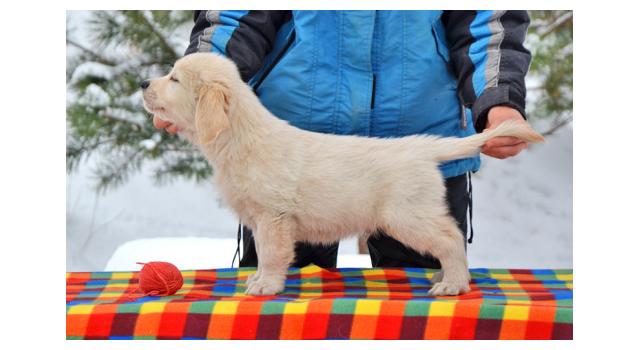 Щенки папийона (папильона) в питомнике Бон Плезир Щенки папийона (папильона) в питомнике Бон Плезир