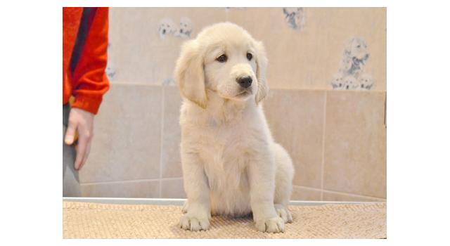 Щенки папийона (папильона) в питомнике Бон Плезир Щенки папийона (папильона) в питомнике Бон Плезир