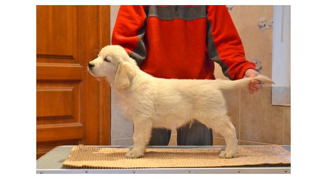 Щенки папийона (папильона) в питомнике Бон Плезир Щенки папийона (папильона) в питомнике Бон Плезир