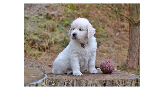 Щенки папийона (папильона) в питомнике Бон Плезир Щенки папийона (папильона) в питомнике Бон Плезир
