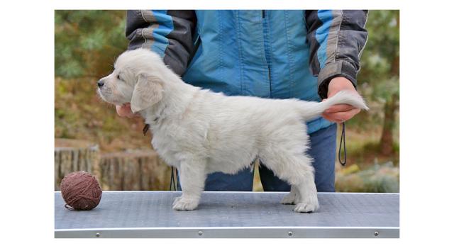 Щенки папийона (папильона) в питомнике Бон Плезир Щенки папийона (папильона) в питомнике Бон Плезир
