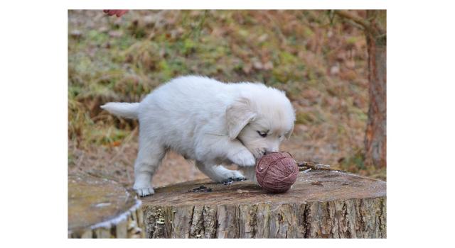 Щенки папийона (папильона) в питомнике Бон Плезир Щенки папийона (папильона) в питомнике Бон Плезир