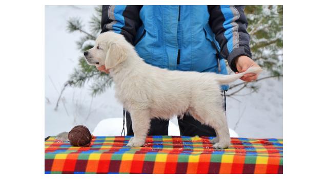 Щенки папийона (папильона) в питомнике Бон Плезир Щенки папийона (папильона) в питомнике Бон Плезир