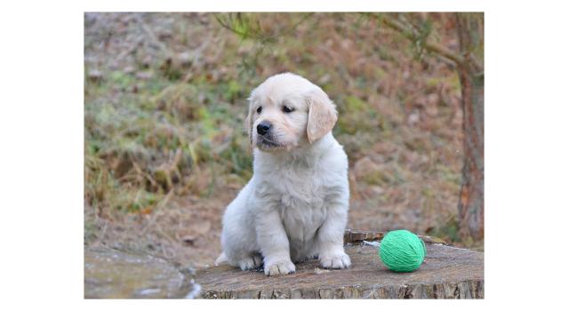Щенки папийона (папильона) в питомнике Бон Плезир Щенки папийона (папильона) в питомнике Бон Плезир