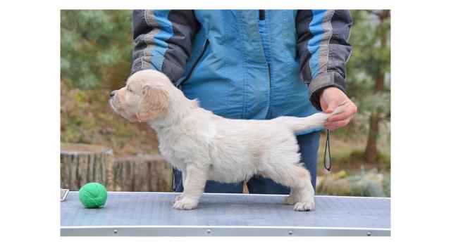 Щенки папийона (папильона) в питомнике Бон Плезир Щенки папийона (папильона) в питомнике Бон Плезир