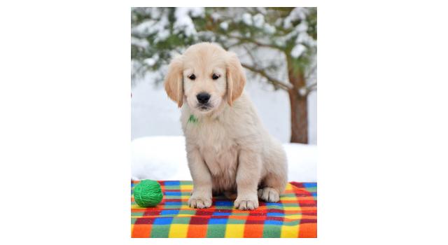 Щенки папийона (папильона) в питомнике Бон Плезир Щенки папийона (папильона) в питомнике Бон Плезир