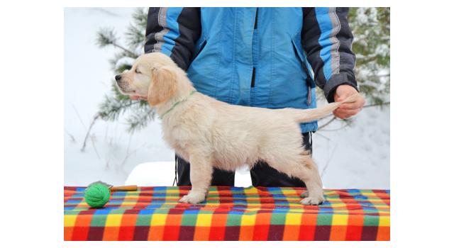 Щенки папийона (папильона) в питомнике Бон Плезир Щенки папийона (папильона) в питомнике Бон Плезир