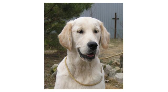 Щенки папийона (папильона) в питомнике Бон Плезир Щенки папийона (папильона) в питомнике Бон Плезир