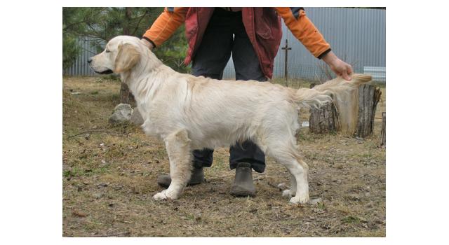 Щенки папийона (папильона) в питомнике Бон Плезир Щенки папийона (папильона) в питомнике Бон Плезир