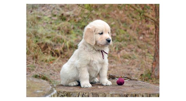 Щенки папийона (папильона) в питомнике Бон Плезир Щенки папийона (папильона) в питомнике Бон Плезир