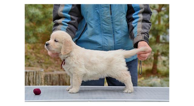 Щенки папийона (папильона) в питомнике Бон Плезир Щенки папийона (папильона) в питомнике Бон Плезир