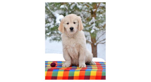 Щенки папийона (папильона) в питомнике Бон Плезир Щенки папийона (папильона) в питомнике Бон Плезир