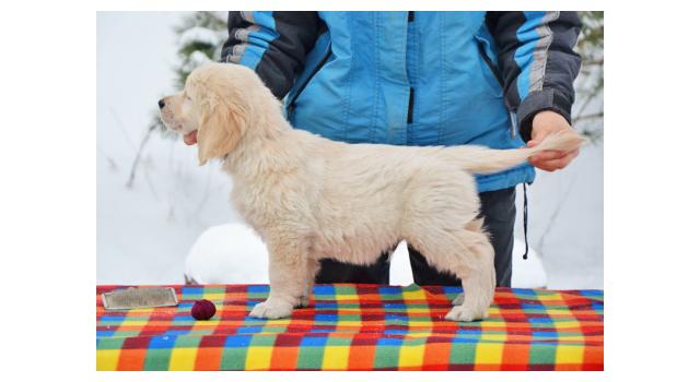 Щенки папийона (папильона) в питомнике Бон Плезир Щенки папийона (папильона) в питомнике Бон Плезир