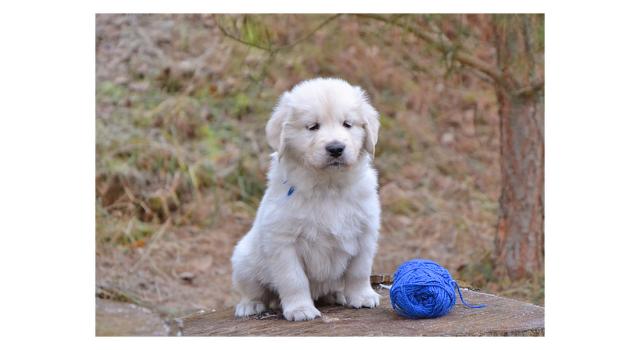 Щенки папийона (папильона) в питомнике Бон Плезир Щенки папийона (папильона) в питомнике Бон Плезир