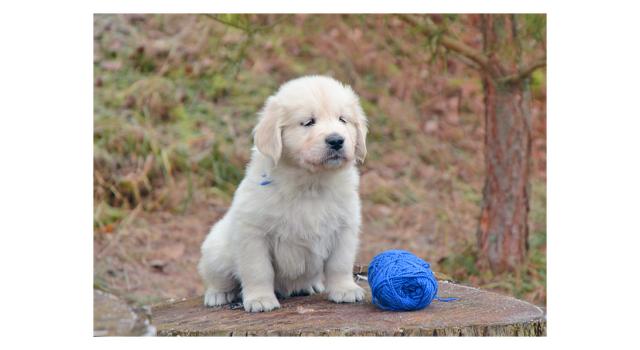 Щенки папийона (папильона) в питомнике Бон Плезир Щенки папийона (папильона) в питомнике Бон Плезир