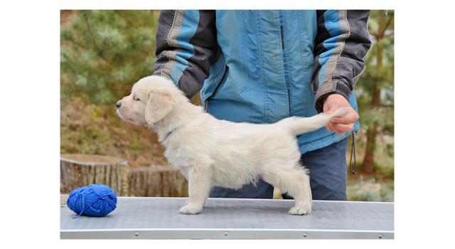 Щенки папийона (папильона) в питомнике Бон Плезир Щенки папийона (папильона) в питомнике Бон Плезир