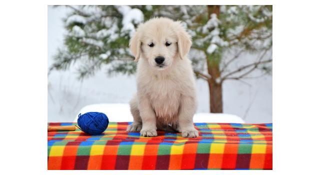 Щенки папийона (папильона) в питомнике Бон Плезир Щенки папийона (папильона) в питомнике Бон Плезир