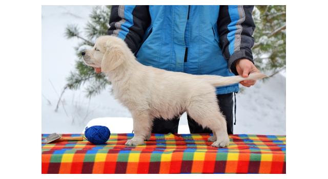 Щенки папийона (папильона) в питомнике Бон Плезир Щенки папийона (папильона) в питомнике Бон Плезир