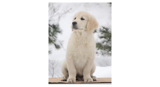 Щенки папийона (папильона) в питомнике Бон Плезир Щенки папийона (папильона) в питомнике Бон Плезир